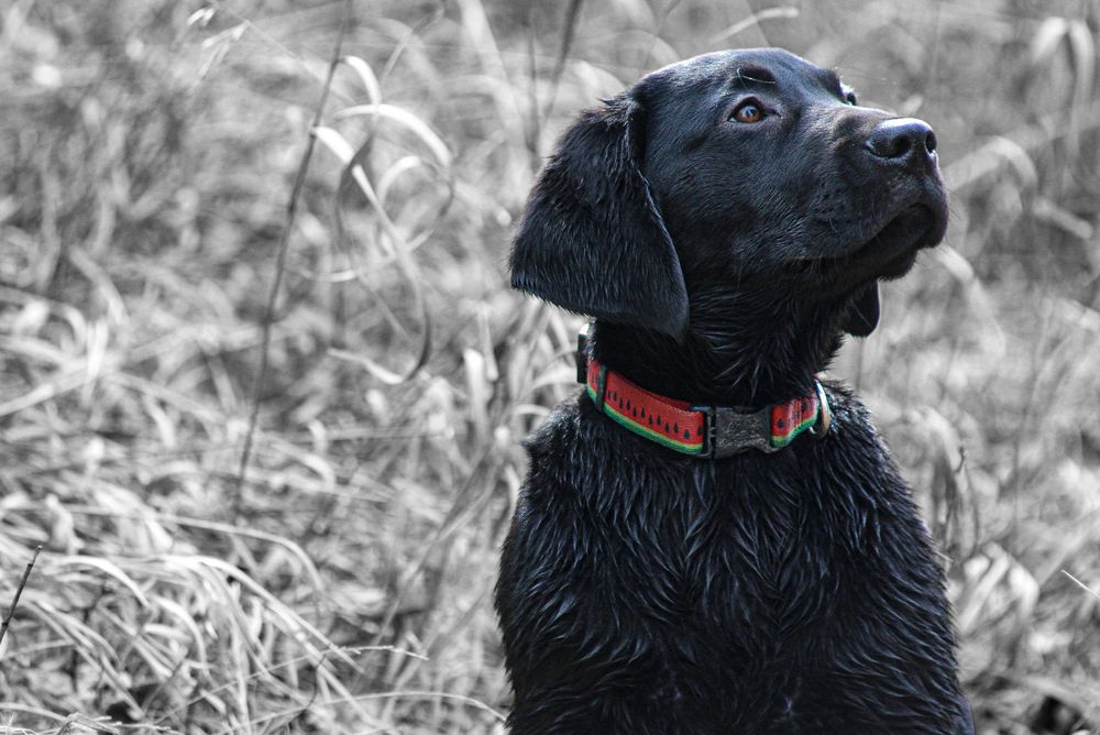 Black labrador puppy with red collar looking up attentively in a monochrome field setting.