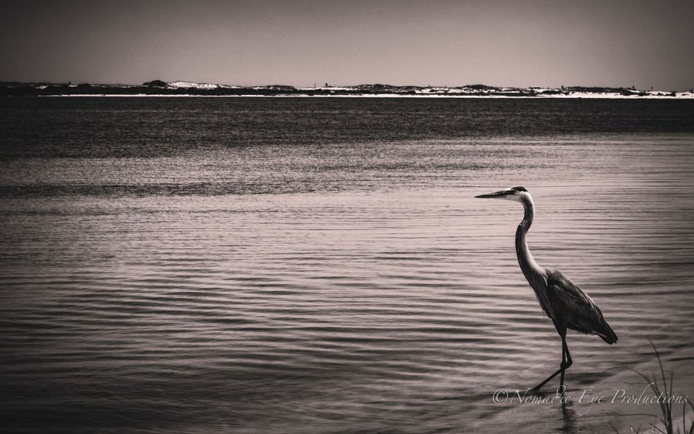 Black and white photograph of heron standing in still water at dusk.