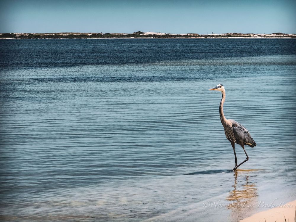Heron standing gracefully in shallow coastal waters during daytime.