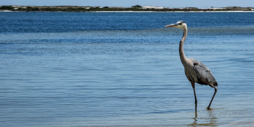 Great blue heron wading in calm coastal waters with distant shoreline.