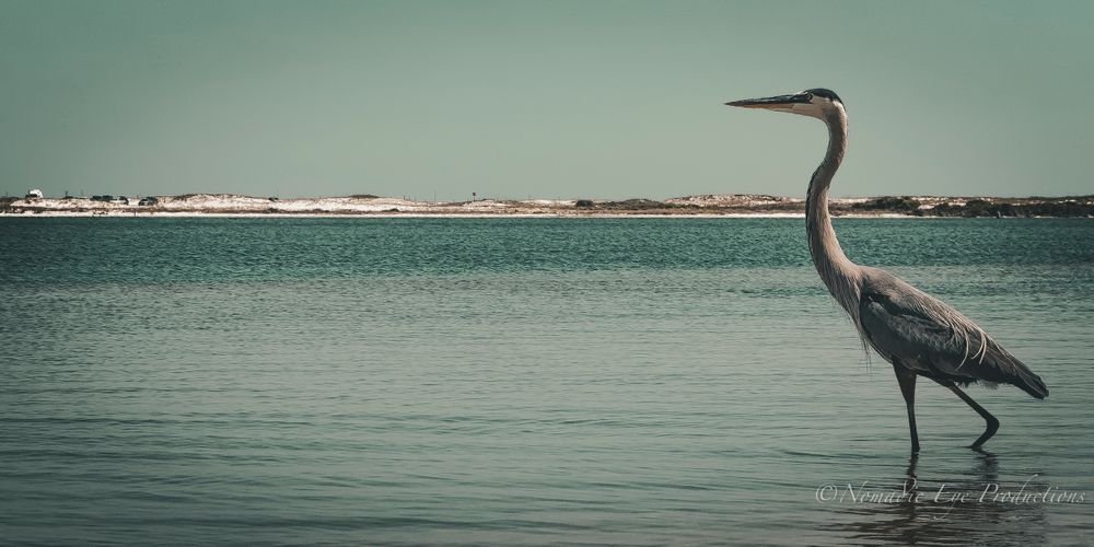 Silhouette of a heron standing in tranquil waters against muted green backdrop.