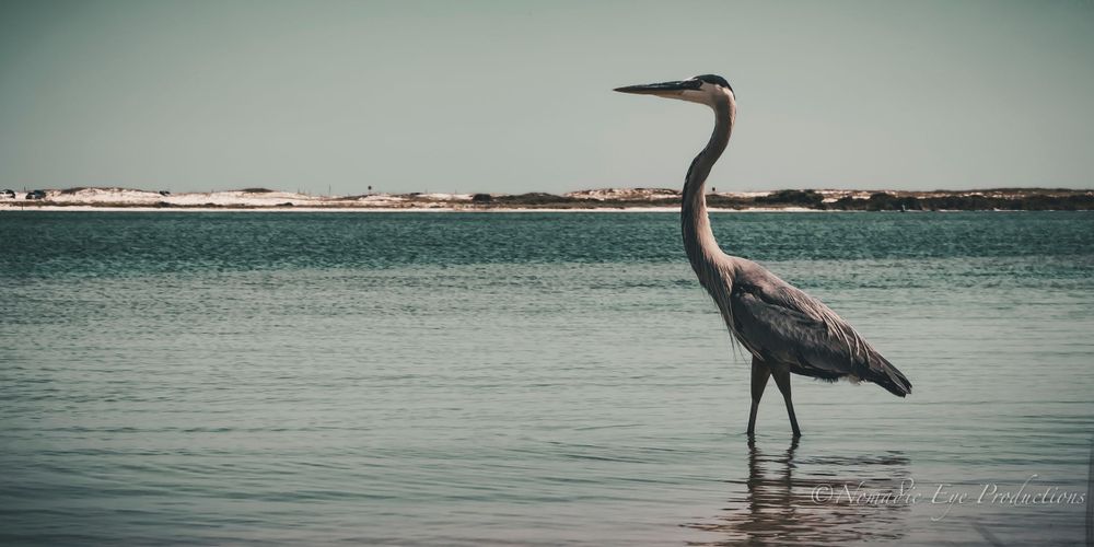 A majestic great blue heron stands in shallow coastal waters with sand dunes in the background.