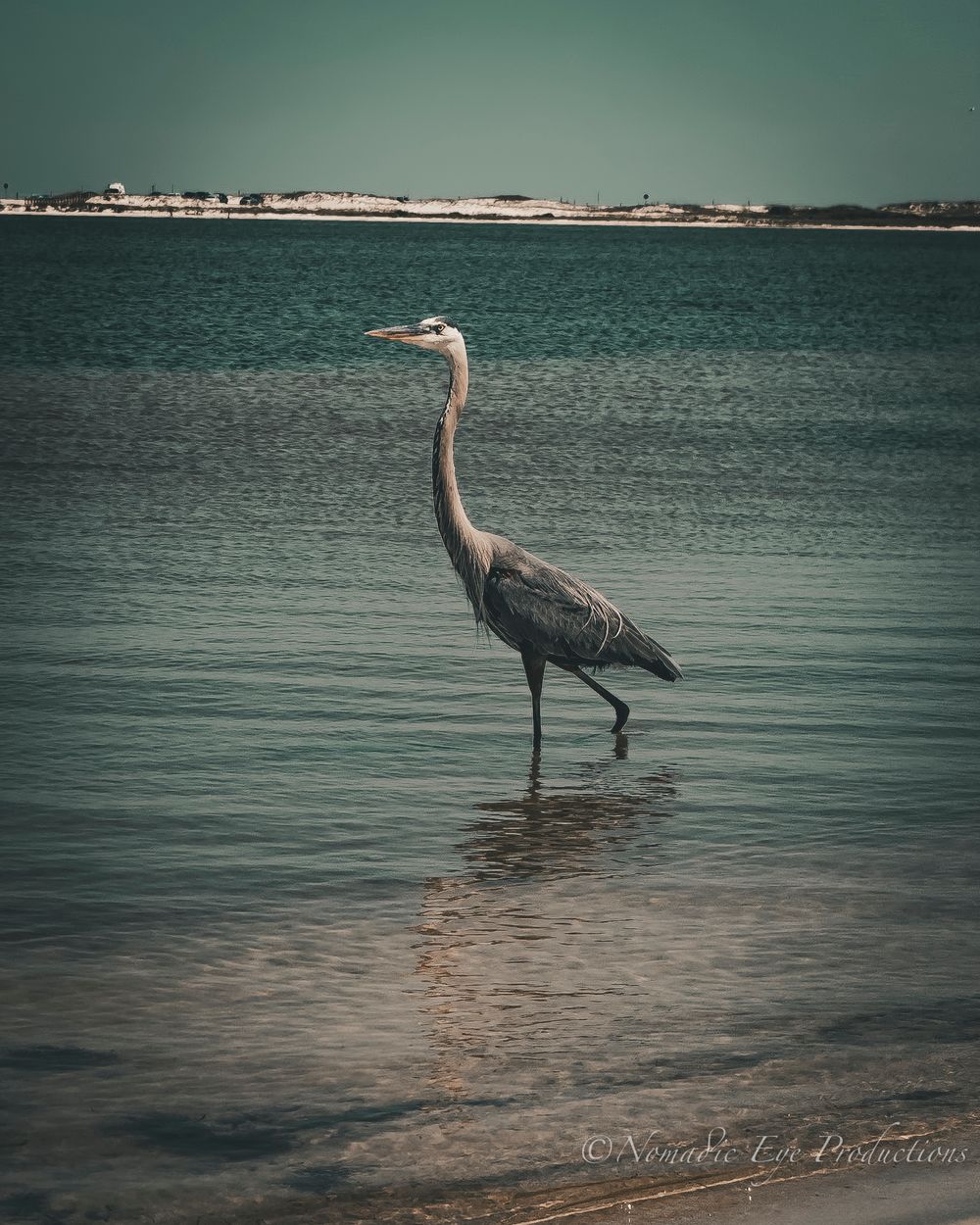 Great blue heron wading in turquoise waters against a distant shoreline during sunset.