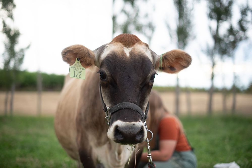 a cow being milked in a candid photo on a ranch
