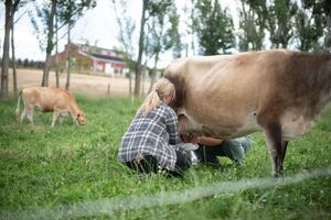 agricultural photographer takes photo of a woman milking a cow in idaho