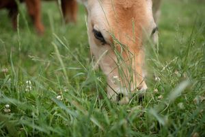 a cow eating grass in the morning in meridian idaho