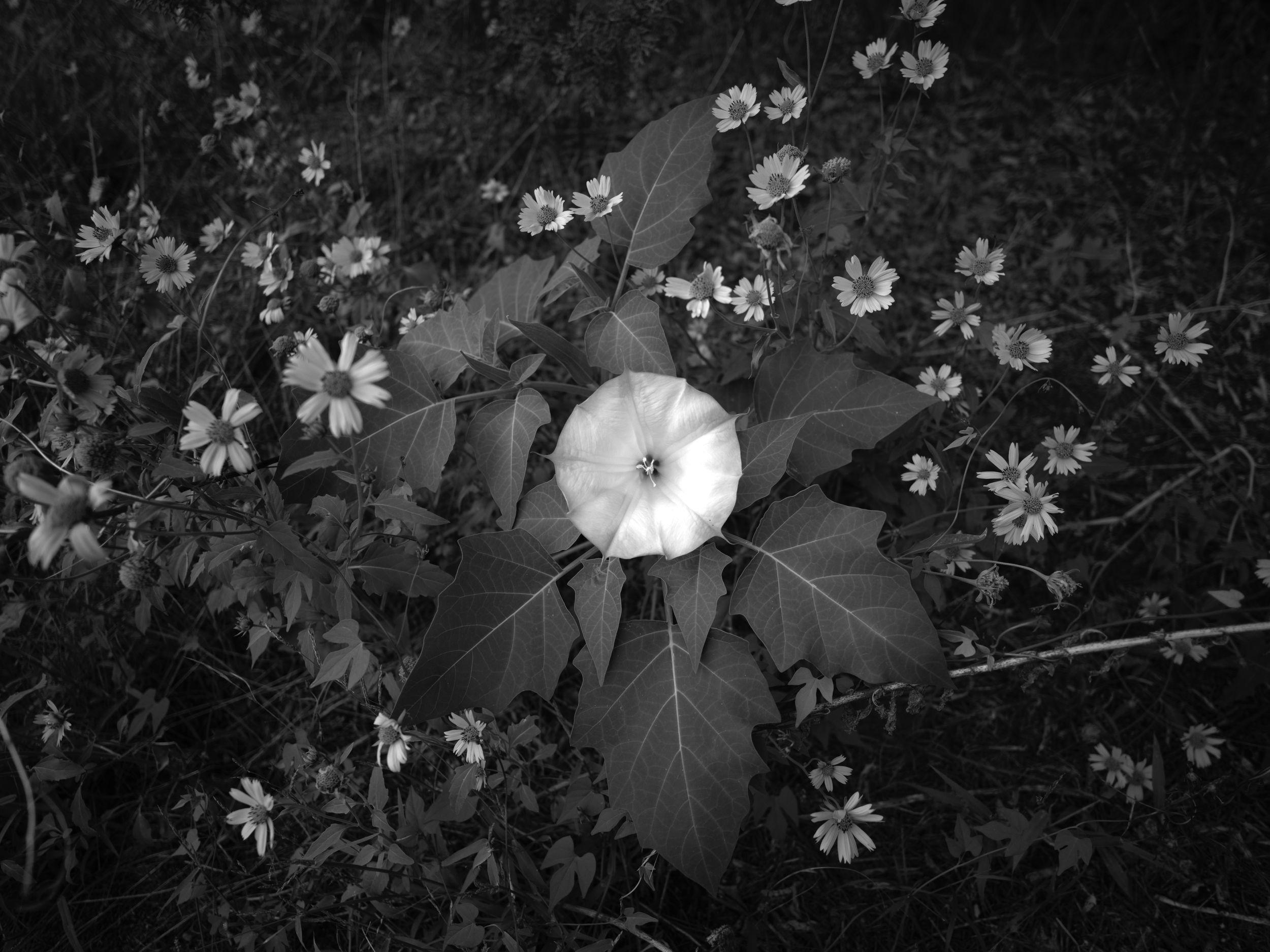 Black and white fine art landscape photograph of a sacred datura flower in Sedona. Moonflower. Wall art.