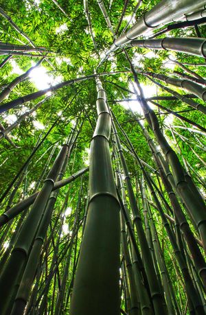fine art landscape photograph of bamboo forest in hana Maui Hawaii Haleakala national park wall art