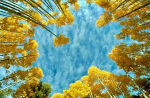 fine art landscape photograph of fall colors in aspen tree forest flagstaff Arizona yellow leaves blue sky peaceful forest wall art
