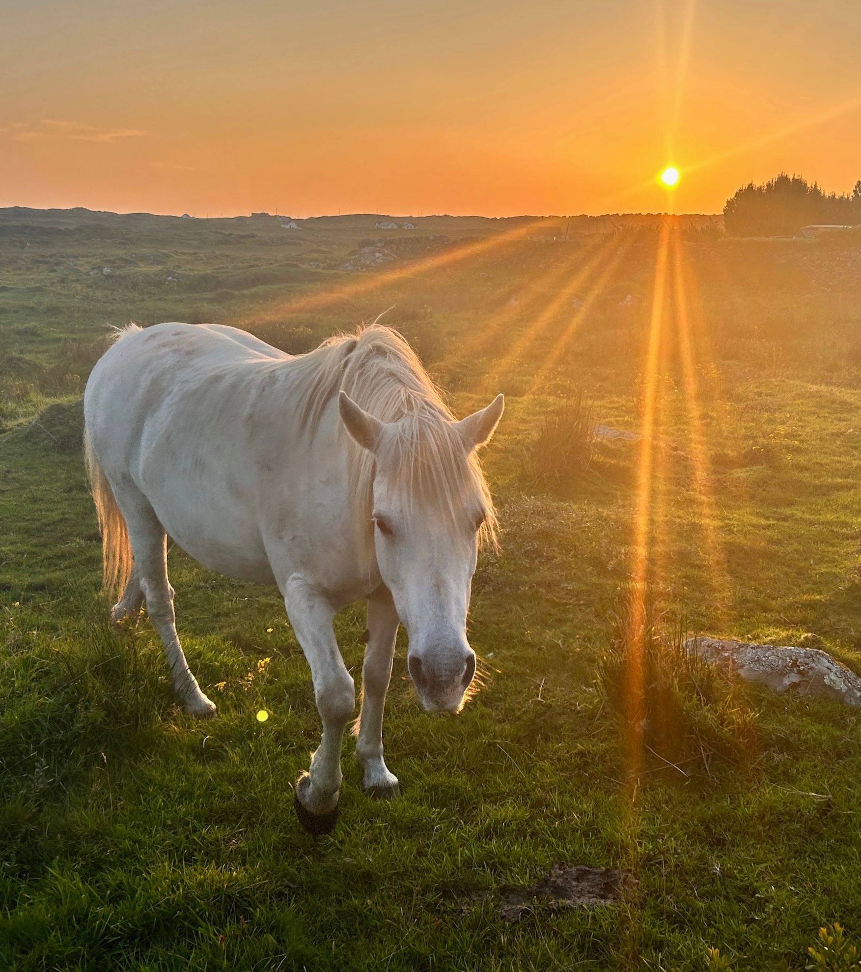 fine art landscape photograph of a white stallion horse pony in Ireland at sunset grassy farm golden sun rays wall art