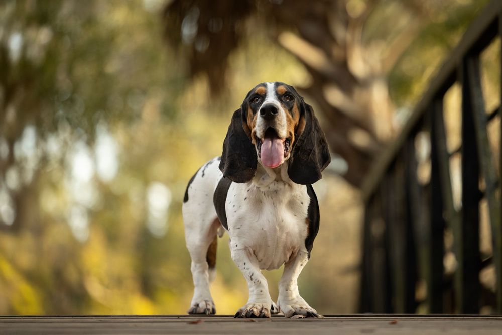 A Basset Hound standing on a bridge looking into the camera