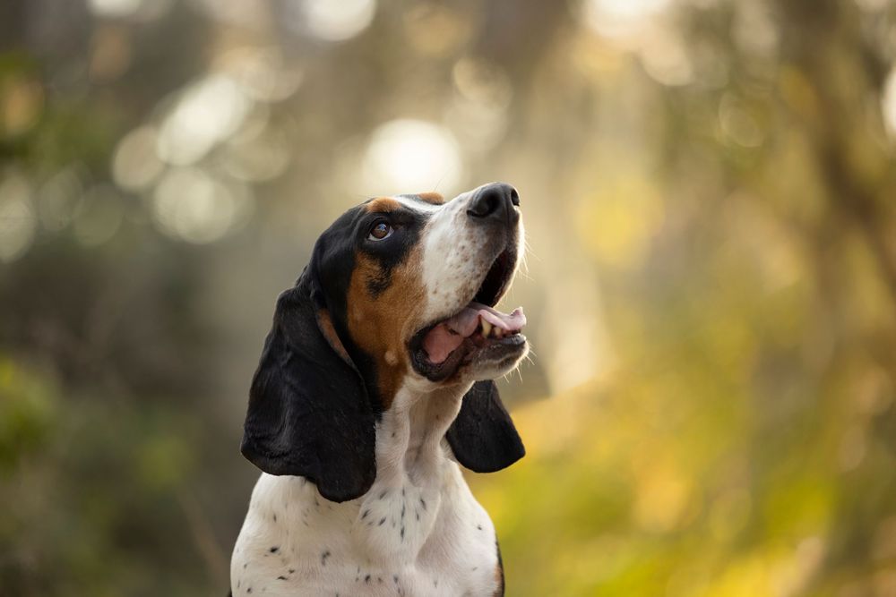 A Basset Hound looking up lovingly to his owner