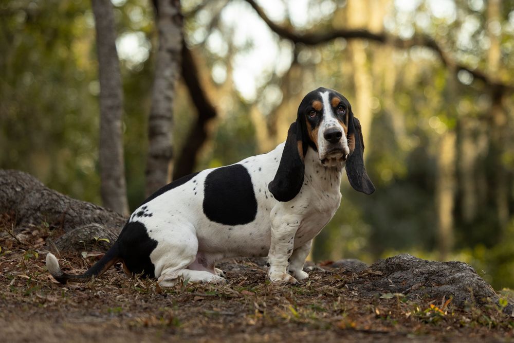 A Basset Hound standing in a park looking directly into the camera.