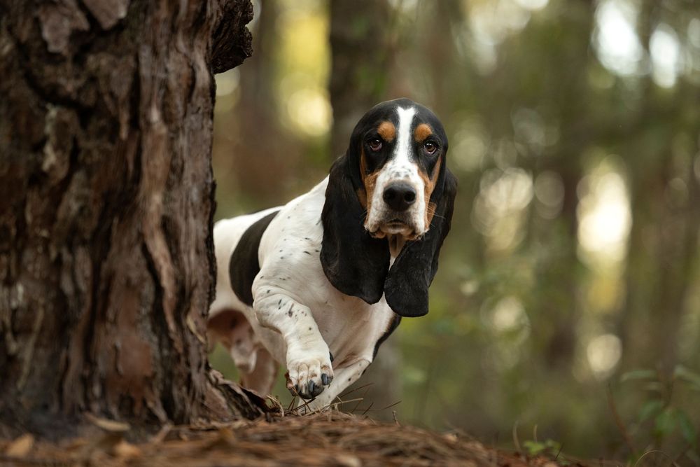 A Basset Hound peeking around a large tree trunk in a park with one front paw raised.