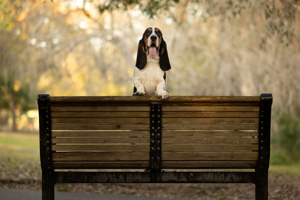 A Basset Hound standing on the backrest of a wooden park bench and looking directly into the camera.