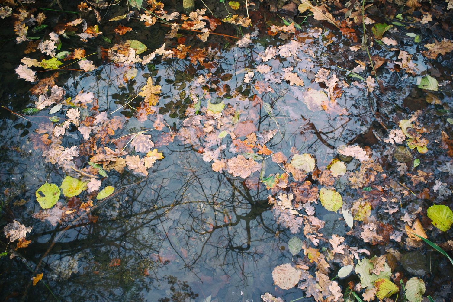 Fallen autumn leaves floating on reflective water surface.