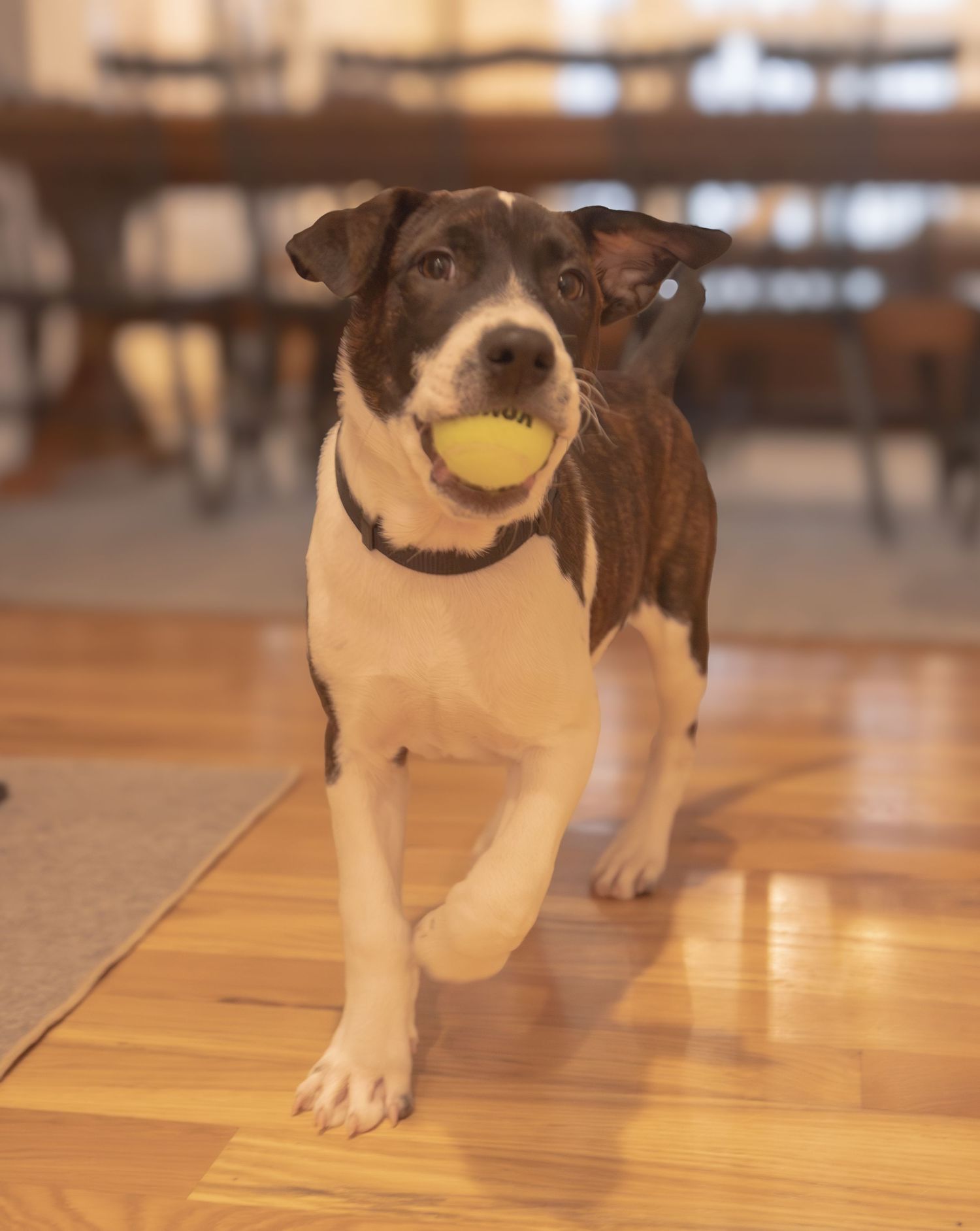 Puppy with a ball in his mouth