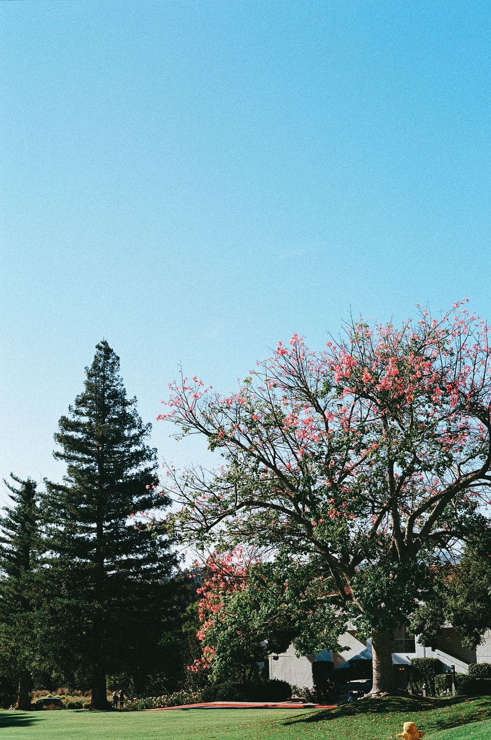 Pink flowering trees and evergreen pines create a scenic landscape against a bright blue sky in a park setting.