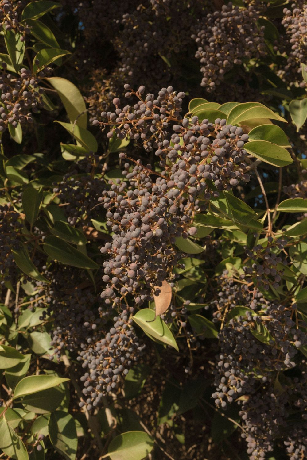 Clusters of small dark purple berries growing on green leafy branches in natural sunlight.