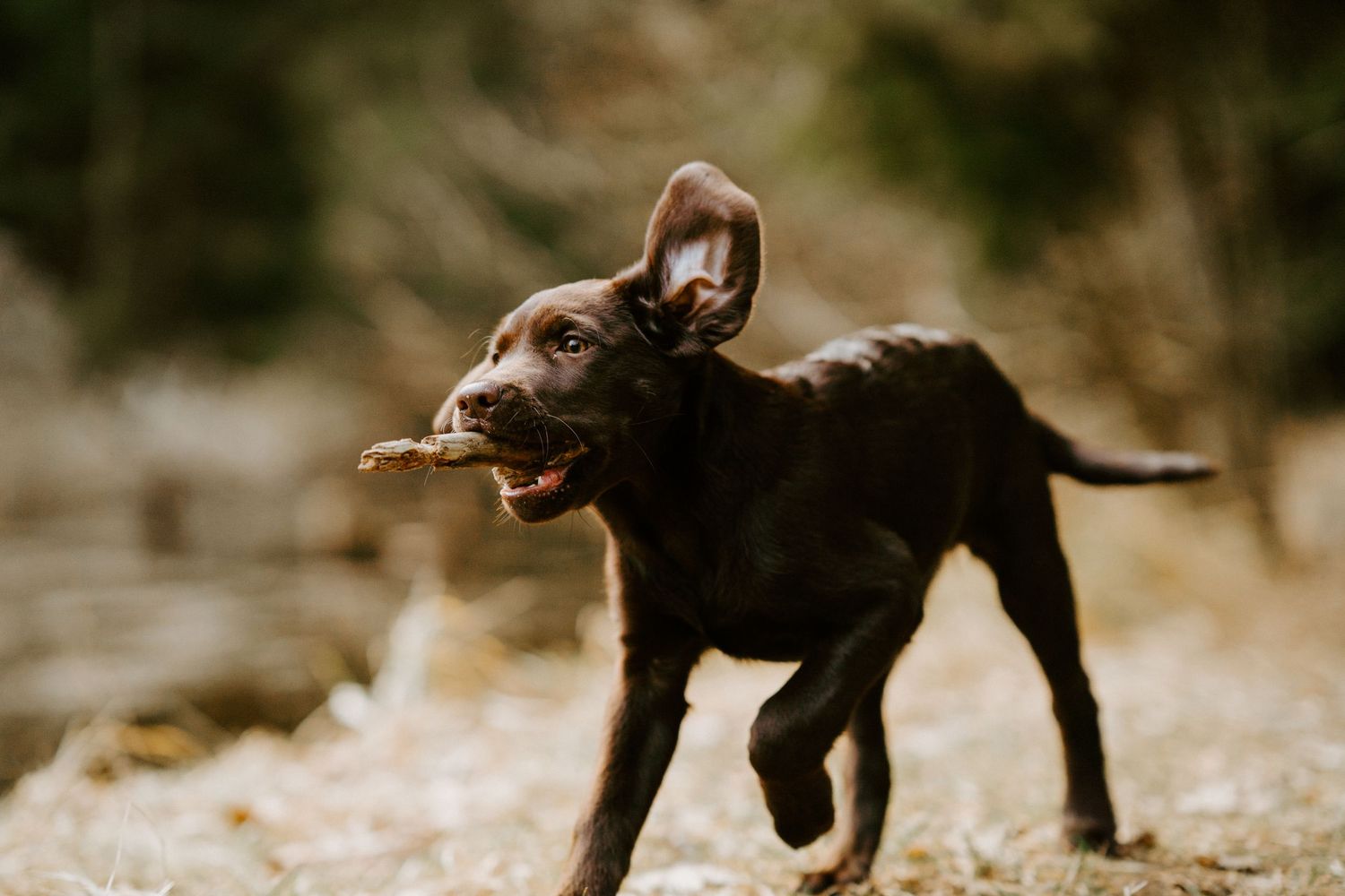 brauner Labradorwelpe bei einem Mensch&Hund Shooting in Straubing, Niederbayern