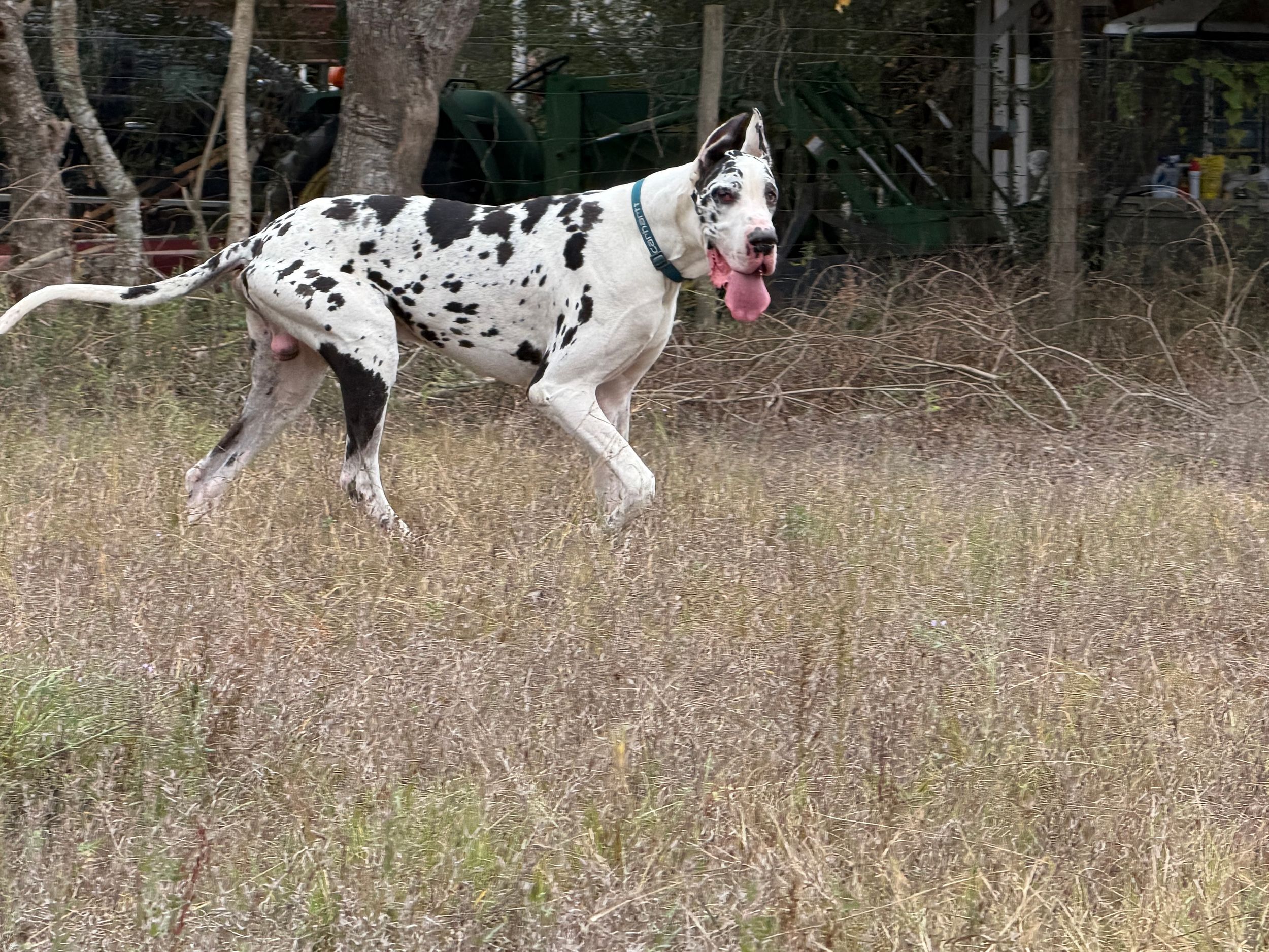 Great Dane dog running and playing in a grassy field during autumn.