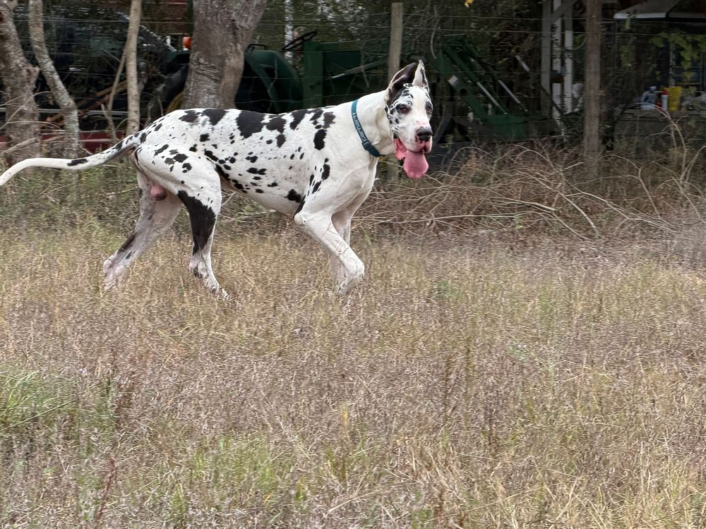 Great Dane dog running and playing in a grassy field during autumn.