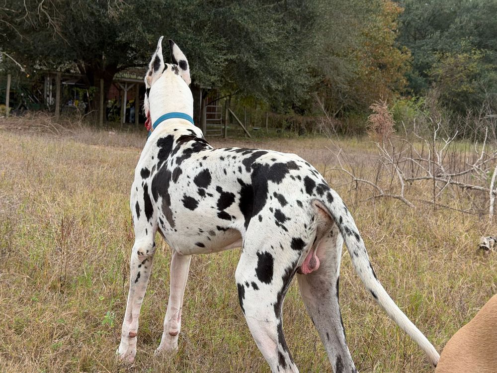 A spotted Great Dane dog stands alert in a grassy outdoor area with trees in the background.