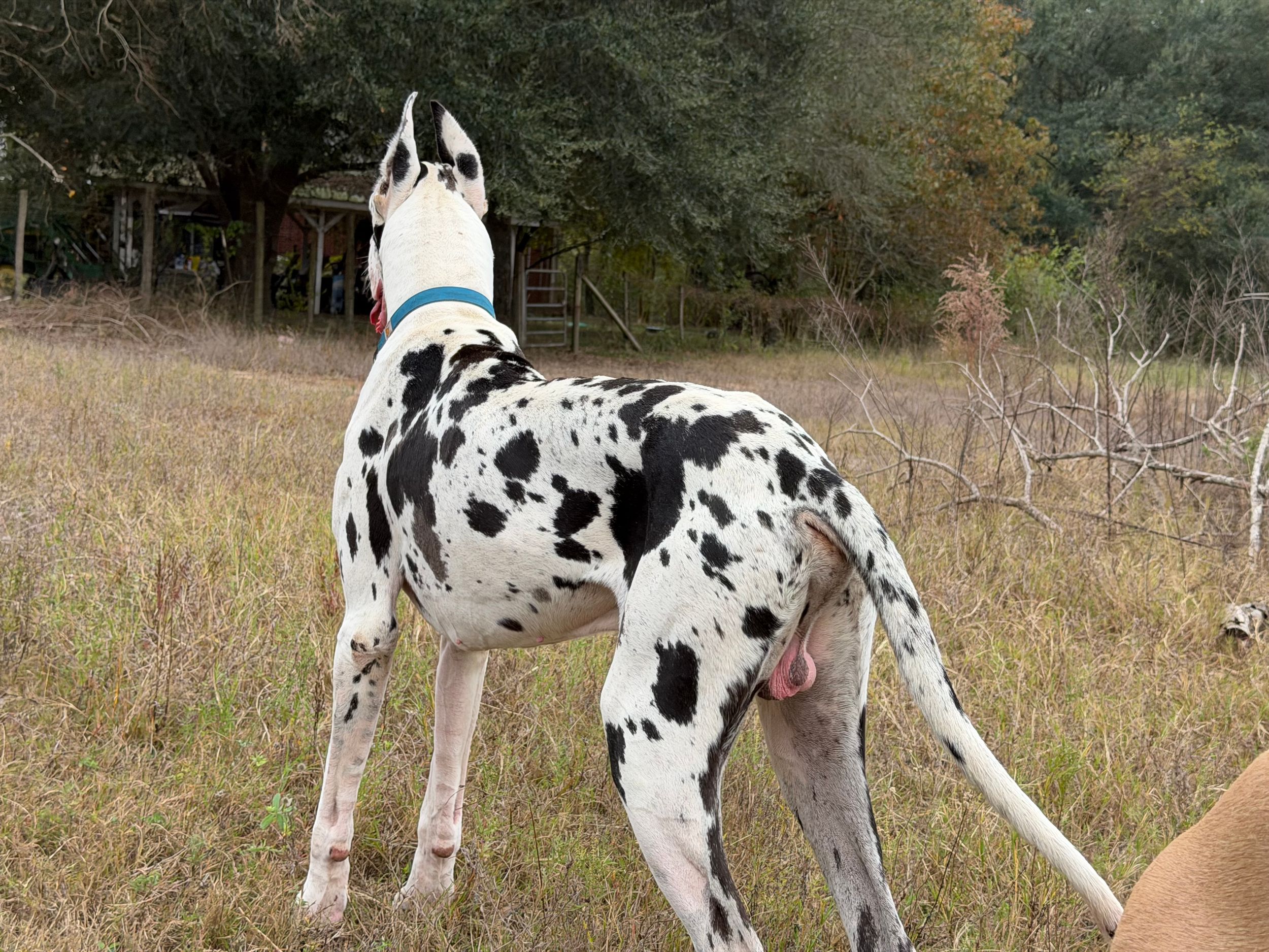 A spotted Great Dane dog stands alert in a grassy outdoor area with trees in the background.