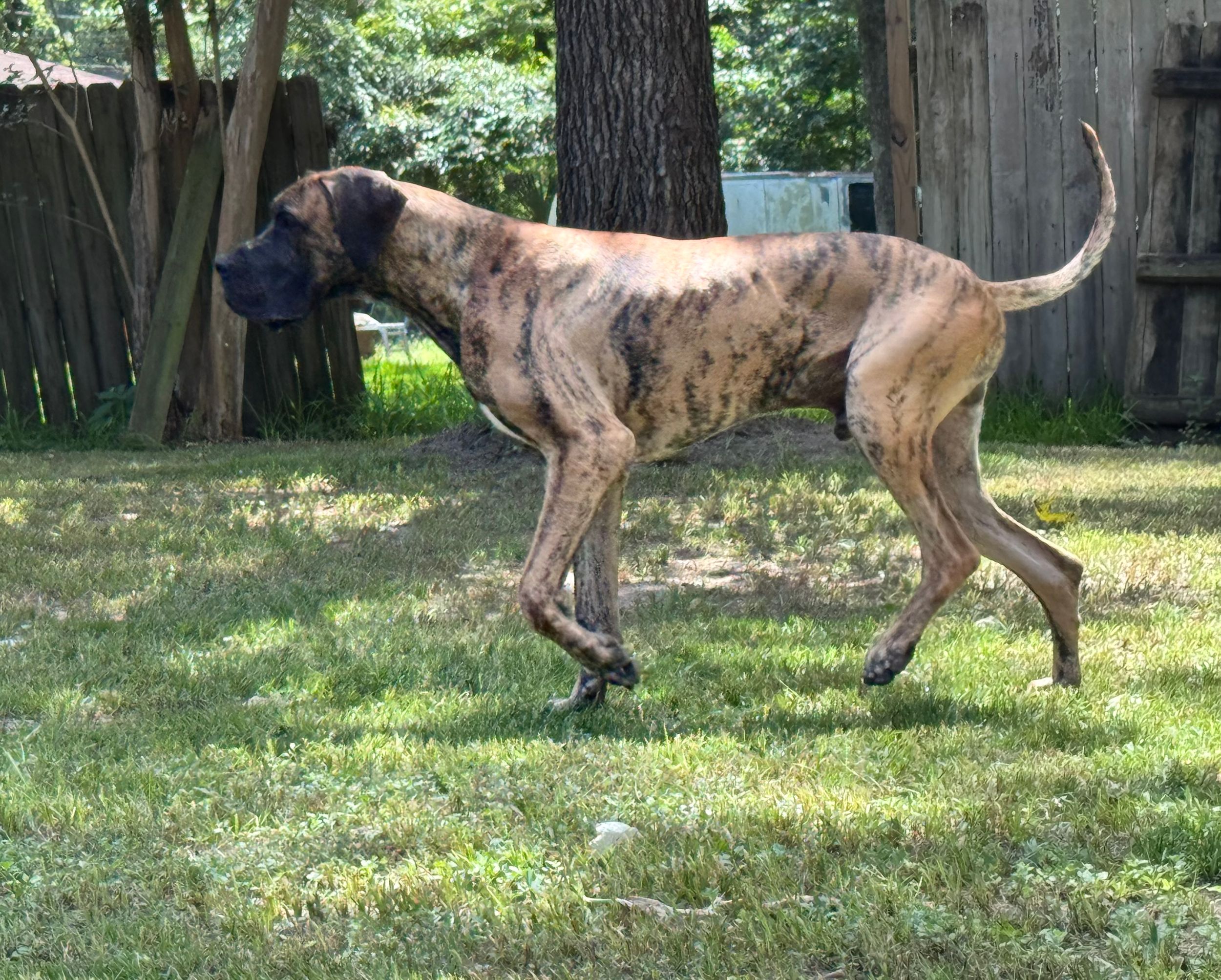 Large brindle dog runs and plays in a sunny backyard with green grass and trees.