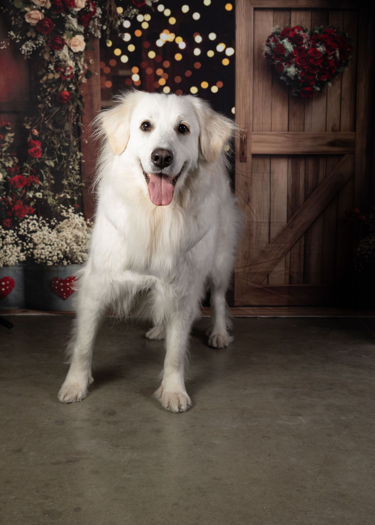 Happy white Great Pyrenees dog standing in front of rustic barn door with floral decorations and twinkling lights.