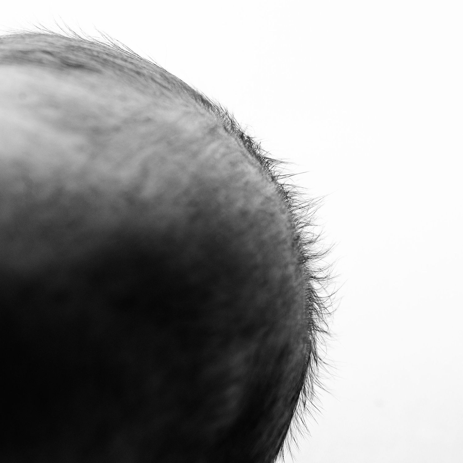 Black and white close-up silhouette of a person's head showing messy hair against white background.