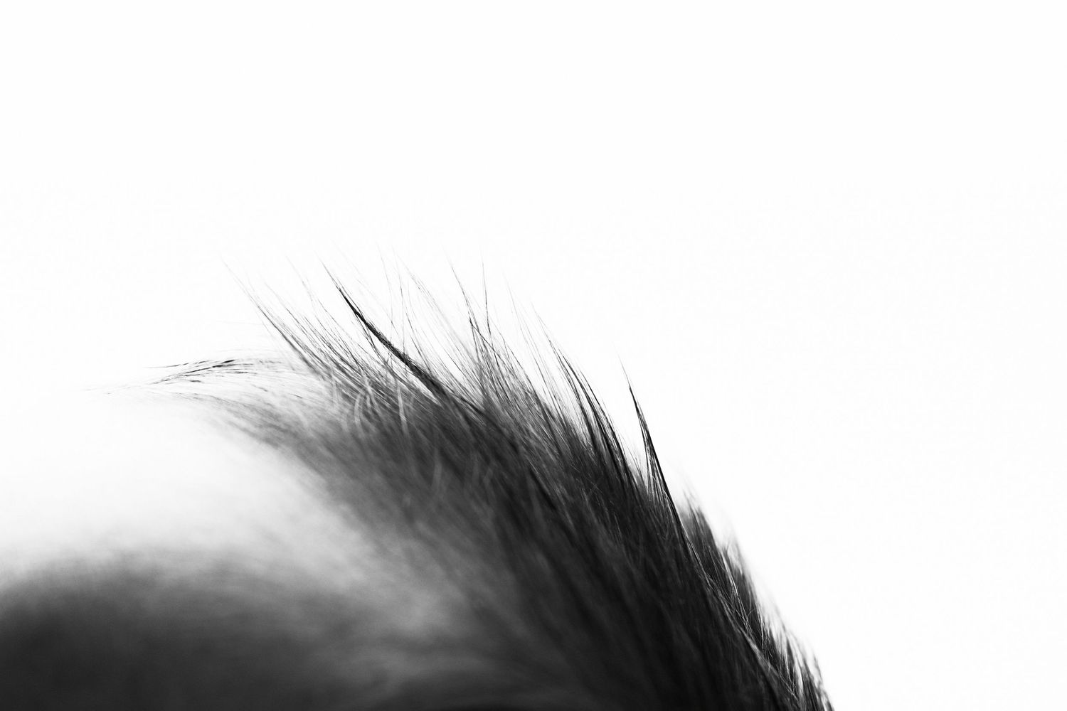 Close-up black and white macro photograph showing spiky dark hair or fur against a white background.