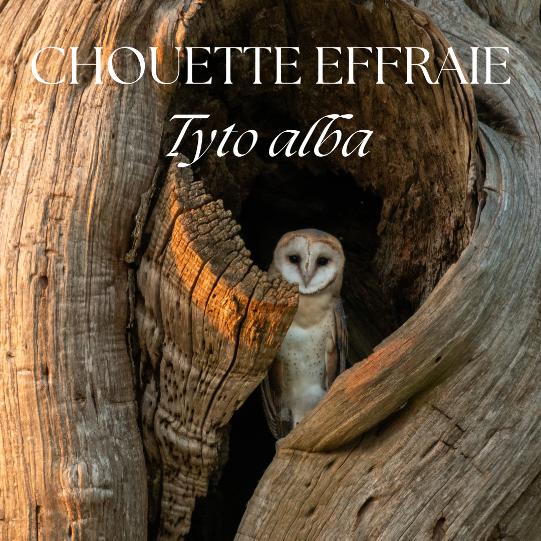 A barn owl peers out from inside a hollow tree trunk illuminated by warm golden light.