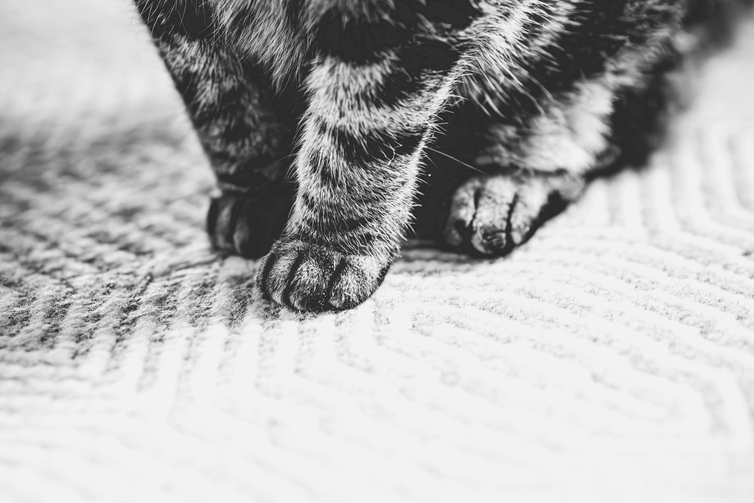 Close-up black and white photograph of a cat's whiskers and nose against a textured background.