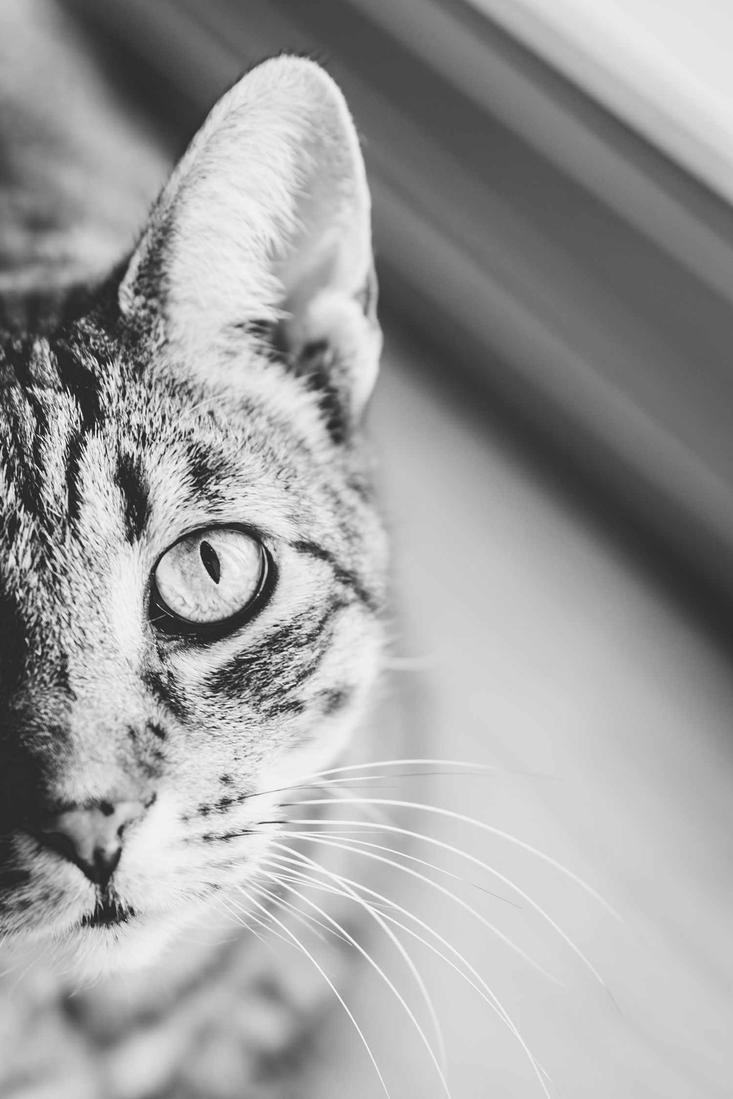 Close-up black and white portrait of a tabby cat's face showing one eye, whiskers and partial profile view.