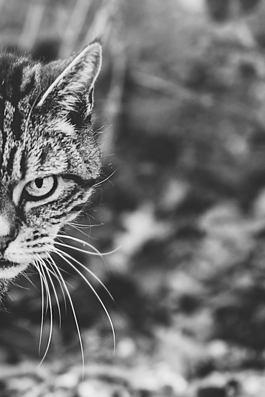 Close-up black and white profile portraits of a cat's face showing striking eyes and whiskers in a series of four images.