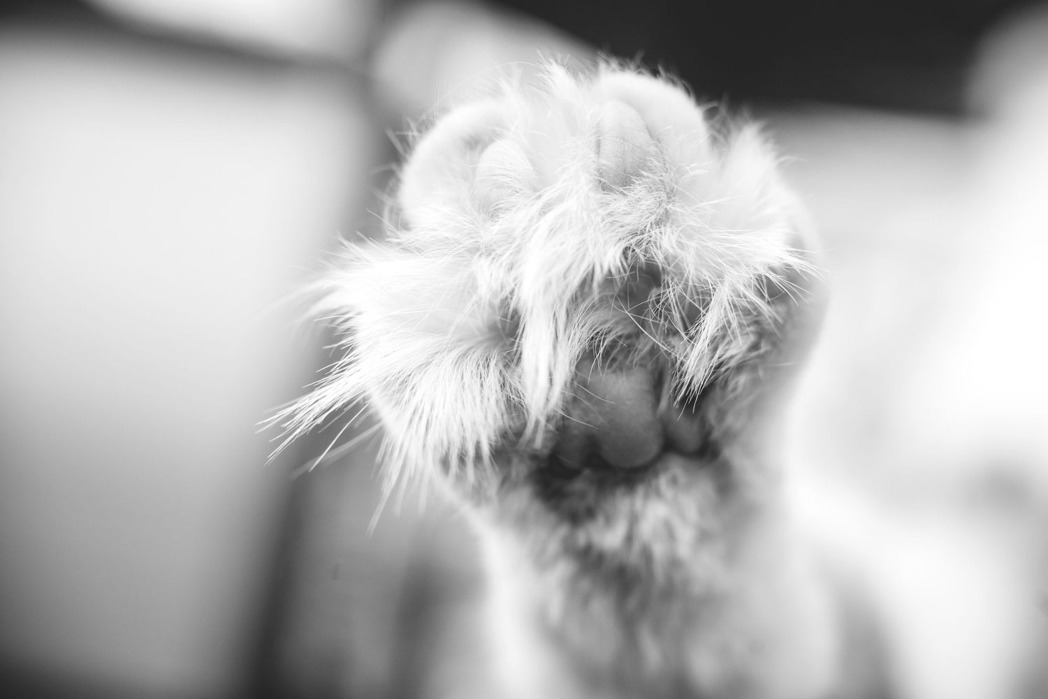 Close-up black and white macro shot of a fluffy white cat paw with soft fur detail.