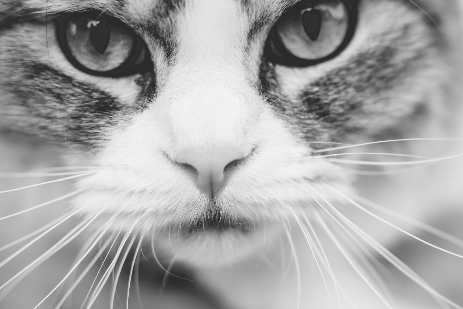 Extreme close-up black and white portrait of a cat's face showing intense eyes and whiskers.