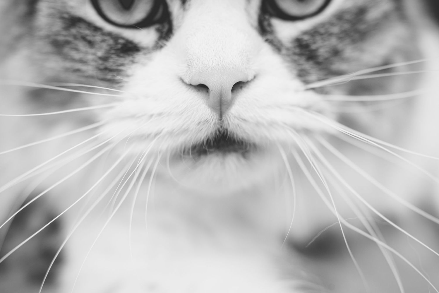 Close-up black and white portrait of a cat's eyes and face showing intense feline gaze.