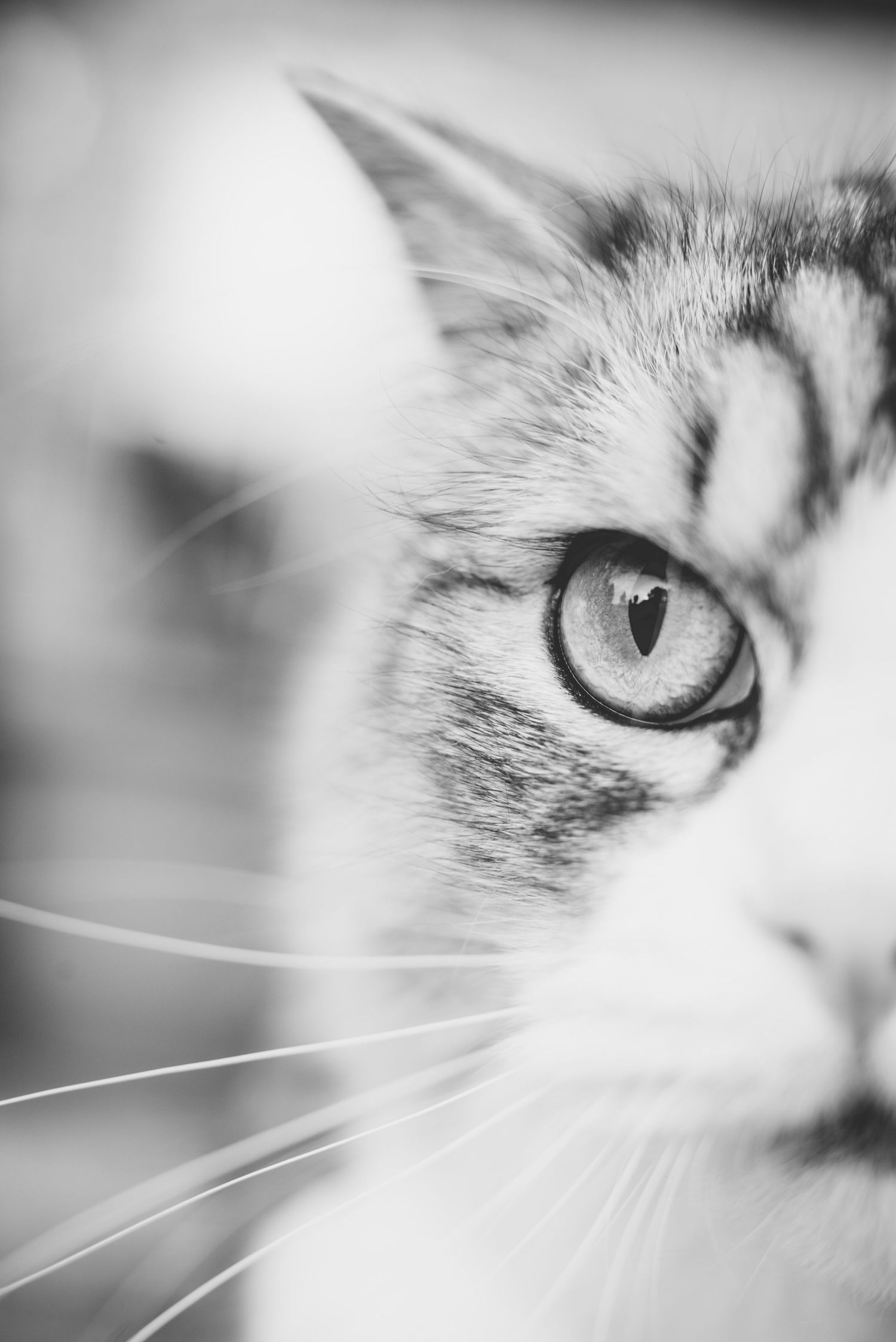 Series of black and white close-up shots showing different angles of a cat's facial features.
