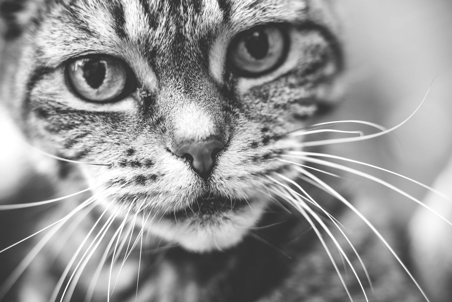 A close-up black and white portrait of a cat's face showing detailed whiskers and expressive eyes.
