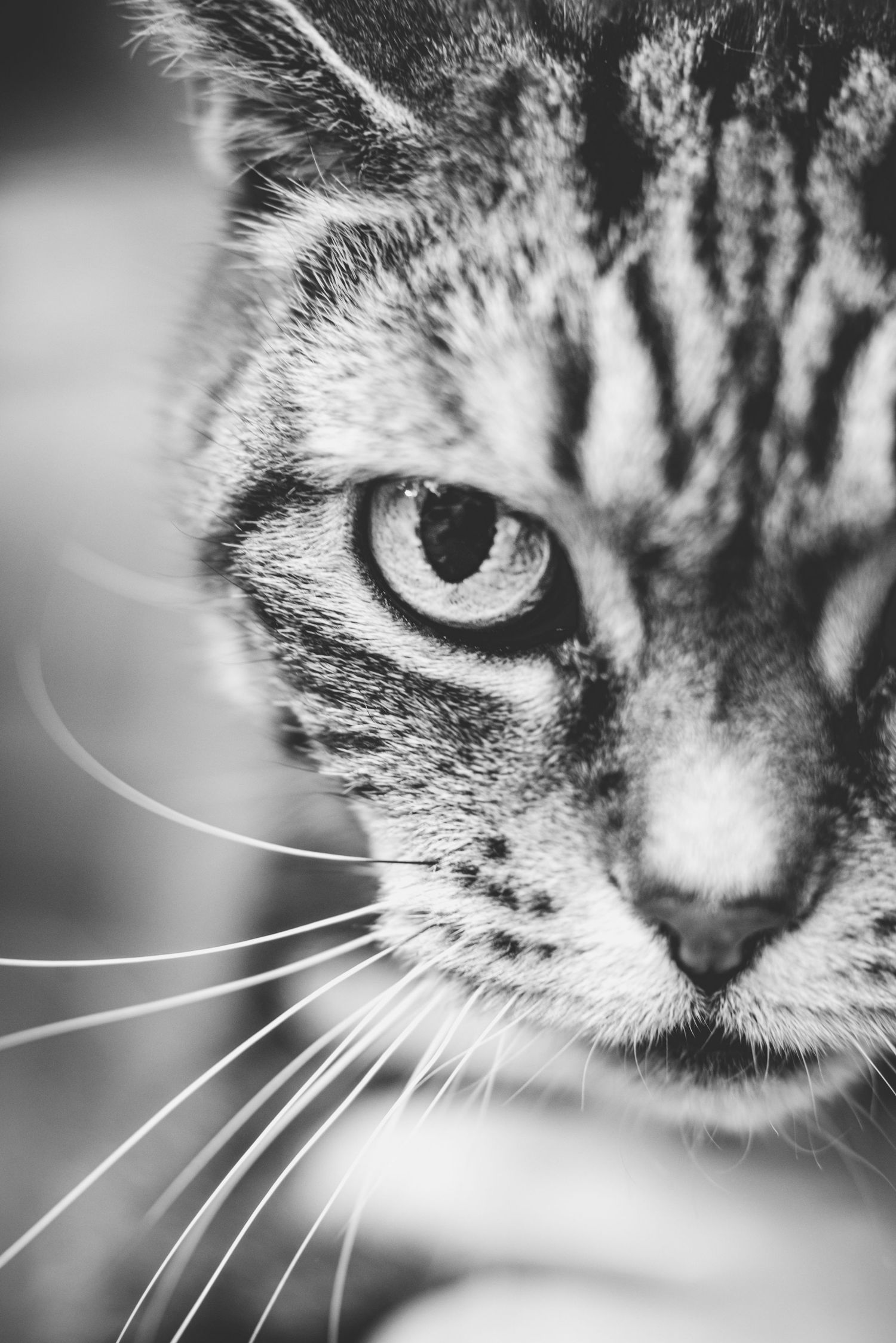 A close-up black and white photo sequence showing different angles of a tabby cat's face and whiskers.
