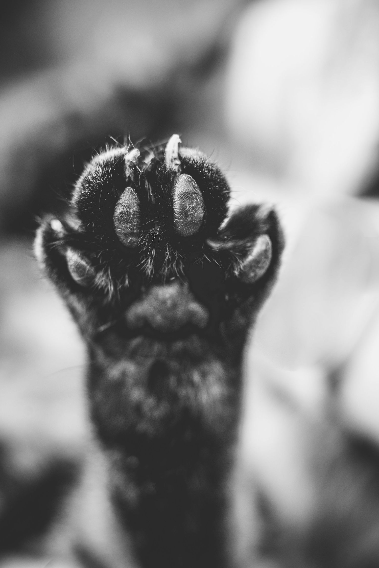 Close-up black and white photo showing cat paw pads and fur in a sequence of similar shots.
