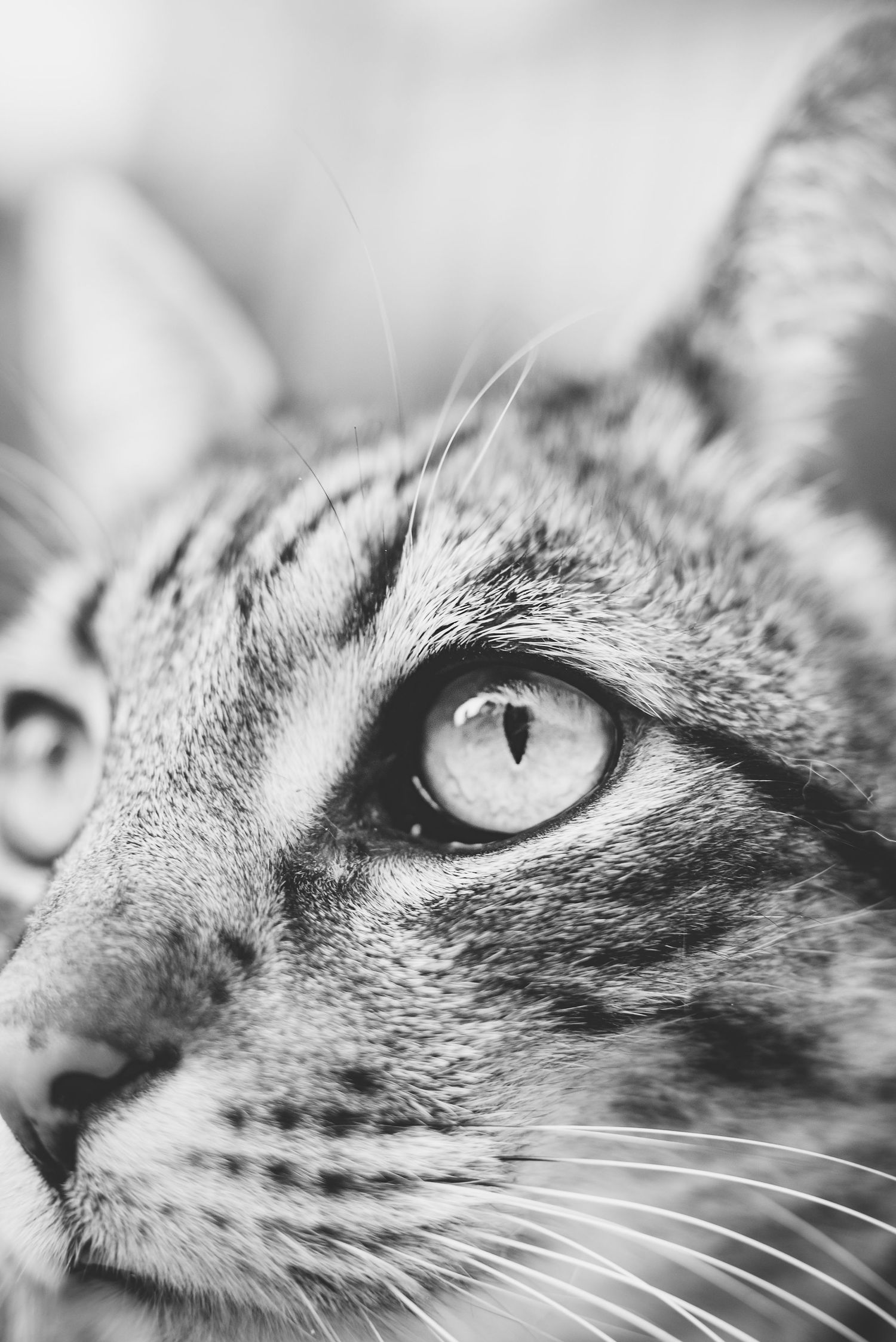 Close-up black and white photo of a cat's face showing striking eyes and whiskers in a dramatic profile view.