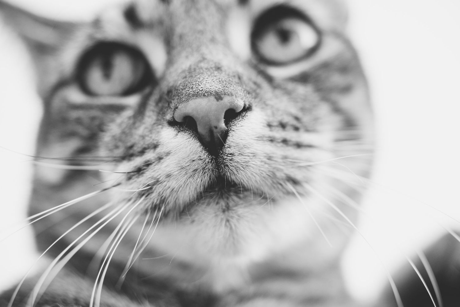 Detailed monochrome photograph of a cat's nose and whiskers against a light background.