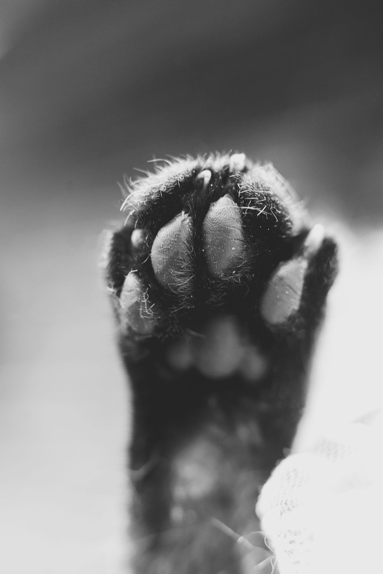 Close-up black and white photo showing a row of cat paw pads in silhouette against a light background.