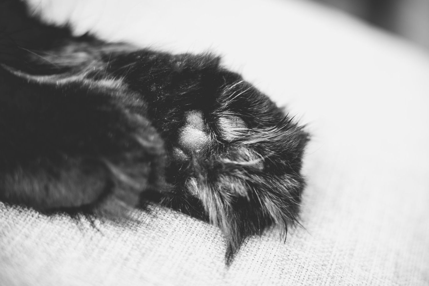 Artistic black and white macro shot of a cat's fur and whiskers in soft focus.