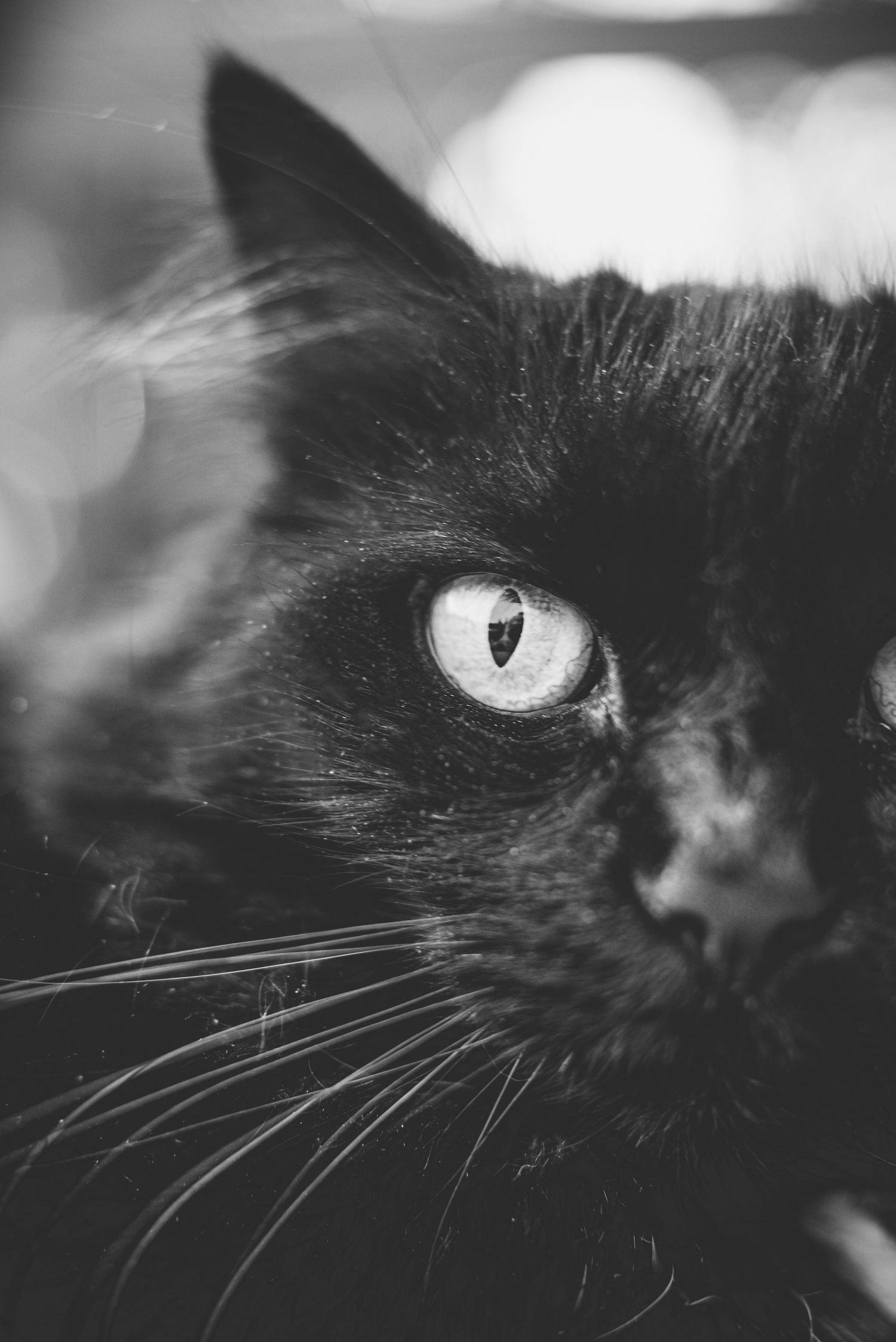 A close-up black and white photo series showing the piercing eye and whiskers of a black cat in dramatic lighting.