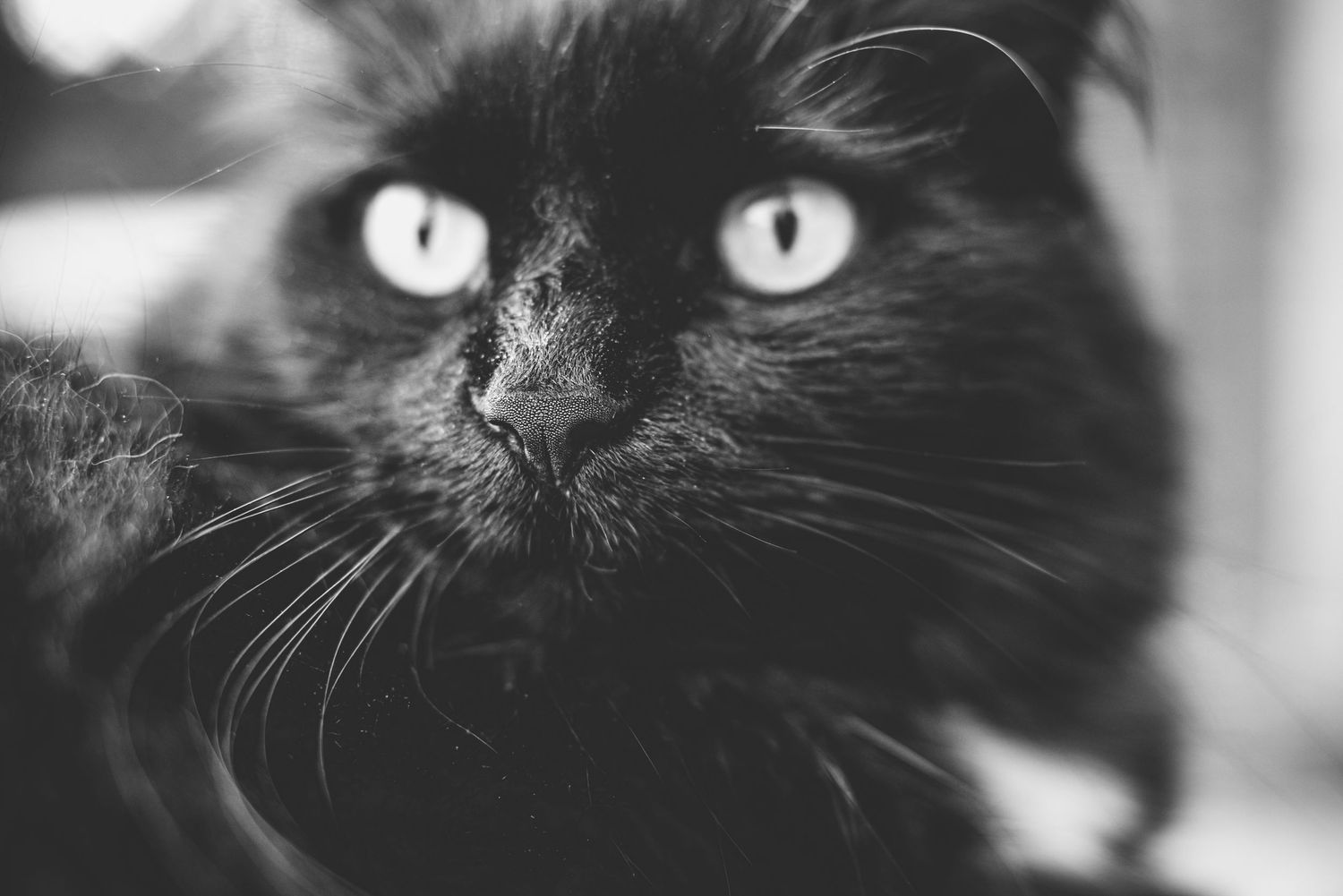 Black cat with bright yellow eyes stares intently in dramatic black and white photograph.