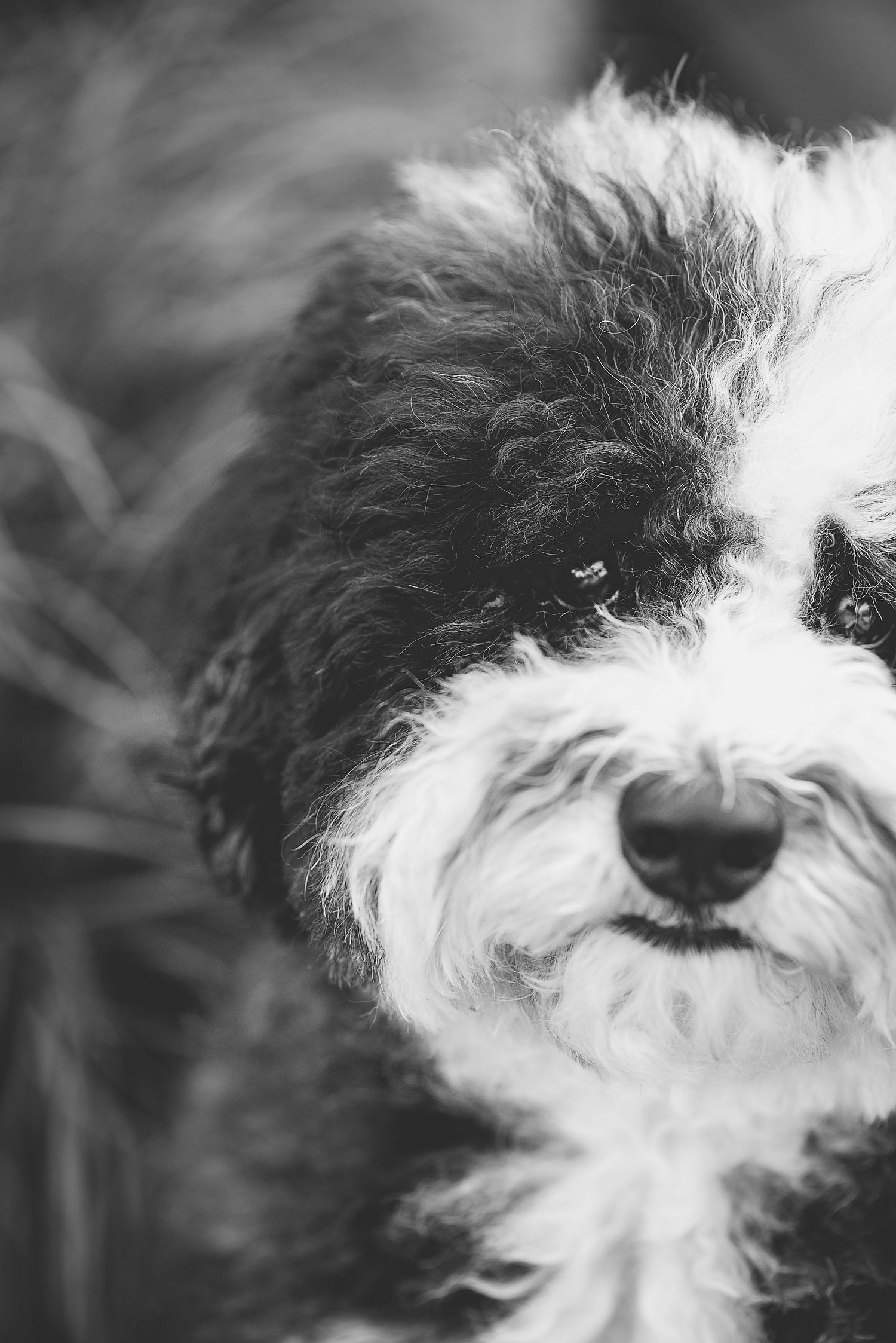 Close-up black and white photo of a shaggy dog's nose and mouth showing fluffy white and dark fur details.